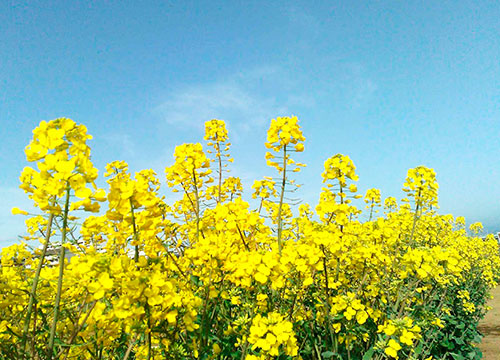 菜の花のイメージ